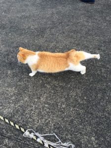 伸びをする熱海の猫