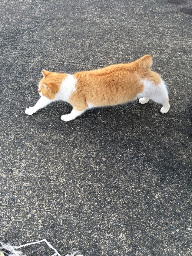 【街で出会った猫】熱海で出会った、かわいい猫たち